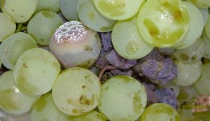 Confirman efecto de biocontrol que la levadura de vino puede tener en los hongos de la uva