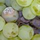 Confirman efecto de biocontrol que la levadura de vino puede tener en los hongos de la uva