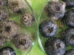 “Las estrategias de campo son esenciales para evitar la Botrytis”