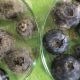 “Las estrategias de campo son esenciales para evitar la Botrytis”