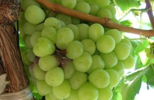 Marcela Esterio: “Debemos preservar las moléculas botryticidas que nos quedan”