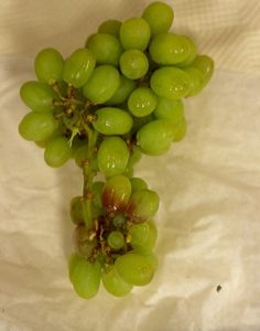 “Los productores que muestrearon a cosecha ya saben qué aplicar”