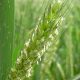 Un nuevo tipo de trigo sin gluten y sin efectos adversos para la salud