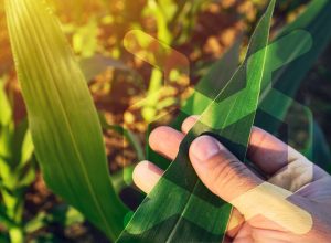 Koppert Biological Systems compra a Bug Agentes Biológicos