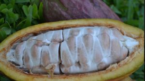 Nuevos materiales de cacao: más precoces, productivos y tolerantes a enfermedades