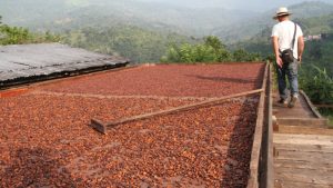 Producción de cacao en Colombia registró la cifra más alta de los últimos 10 años