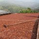 Producción de cacao en Colombia registró la cifra más alta de los últimos 10 años