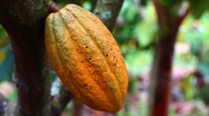 Colombia registró la mayor producción de cacao de la historia