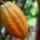 Colombia registró la mayor producción de cacao de la historia