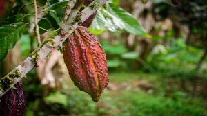 El Niño puede ayudar a predecir las cosechas de cacao con hasta dos años de anticipación