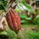 El Niño puede ayudar a predecir las cosechas de cacao con hasta dos años de anticipación
