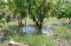 Lluvias amargaron el cacao colombiano: producción cayó en 10,6%