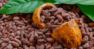 Colombia tiene luz verde para exportar granos de cacao a Paraguay