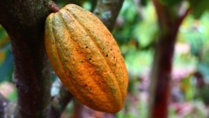 Aprueban adhesión de Colombia a la Organización Internacional del Cacao