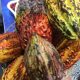 Región San Martín: manejo agronómico incrementa productividad del cacao