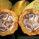 Productores de Huánuco duplicarán sus rendimientos en el cultivo de cacao
