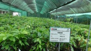 Cacao: desarrollan más de 7 mil plantaciones de alta calidad en Perú