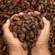 Cacao: la demanda crece, la oferta en déficit y los precios al alza