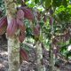 Colombia: producción de cacao continúa en aumento
