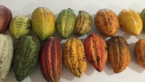 Cacao: identifican nueve genes asociados a la productividad