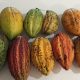 Cacao: identifican nueve genes asociados a la productividad