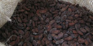 Cacao: proponen usar bacterias para reducir toxicidad del cadmio