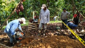 Colombia: Ya se conoce la distribución de cadmio en suelos, hojarasca y granos de cacao en Antioquia