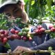 El café representa el 80% de las exportaciones de el Tolima