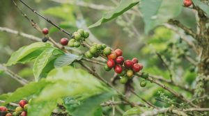 Producción de café aumentaría en 5% en 2021 y llegaría a 13,2 millones de sacos