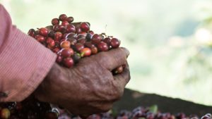 Estados Unidos es el mayor comprador de agroalimentos de Colombia