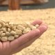 Colombia podrá exportar grano de café verde a Trinidad y Tobago