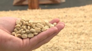 En Colombia usan tecnología blockchain para trazar la ruta de cada grano de café