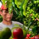 Demanda mundial de café abre oportunidades comerciales a Colombia