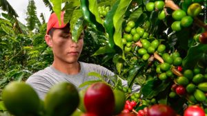 Producción de café de Colombia disminuyó 15% en octubre