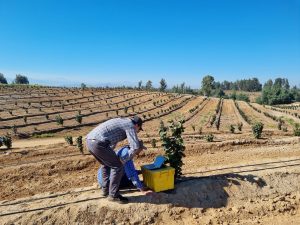 Demostraciones con bioestimulación, el “traje a la medida” que impulsa Innovak Global para productores de Perú y Chile