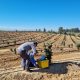 Demostraciones con bioestimulación, el “traje a la medida” que impulsa Innovak Global para productores de Perú y Chile