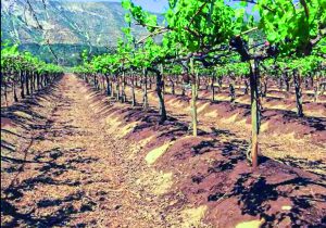 La importancia del riego y suelo en el establecimiento exitoso del cultivo de arándano