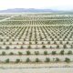 Complejo Agroindustrial Beta: Ajustes necesarios para lograr arándanos de calidad
