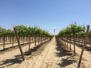 “En nuestro campo nos enfocaremos en variedades ‘seedless’, que son las que demandan EE UU y Europa”