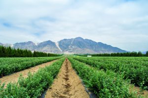 Arándano orgánico, un proceso aún en construcción