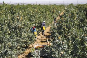 Un aliado en la batalla contra la Botrytis