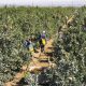 Un aliado en la batalla contra la Botrytis