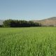 Académico propone incluir el resguardo del suelo agrícola en la redacción de nuevo texto constitucional