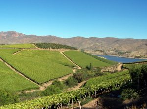 Una mirada a los bioestimulantes