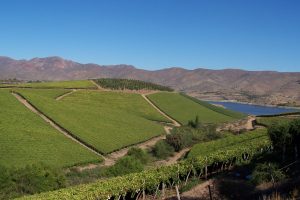 Yara lanza plataforma de e-commerce para agricultores en Chile