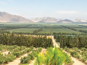 Camposol aumenta sus beneficios brutos en 119% al cierre del primer trimestre de 2024