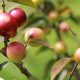 Camu camu: exportación alcanza récord histórico en 2020