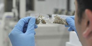 Investigador de la UNAL identifica cannabinoides en plantas del género Radula