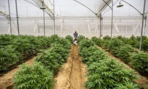 Clever Leaves empezará a exportar sus productos de cannabis a Brasil
