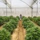 Industria del cannabis busca exportar US$12 millones